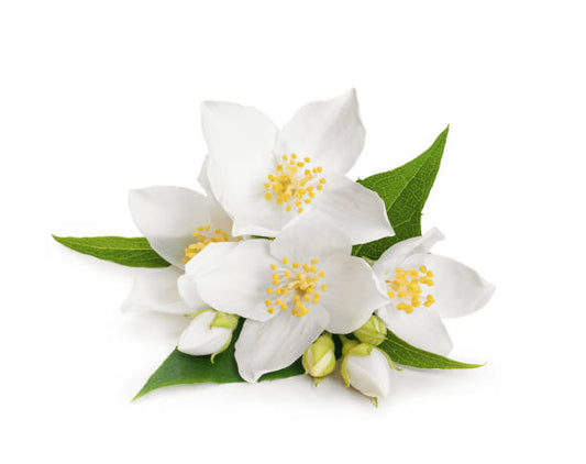 WILD JASMINE